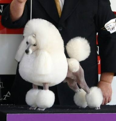 35 x BIS, #1 ALL BREEDS in Australia for 2008 Aust Gr Ch/JKC Ch Smash JP Three Belle Jackpot