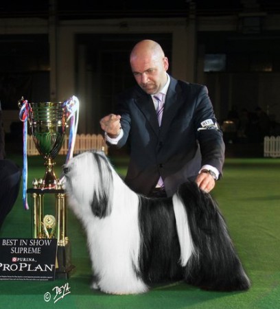 Multi.BIS & BISS, World Winner 10, Multi Champion Atisha's Blanc De Noir