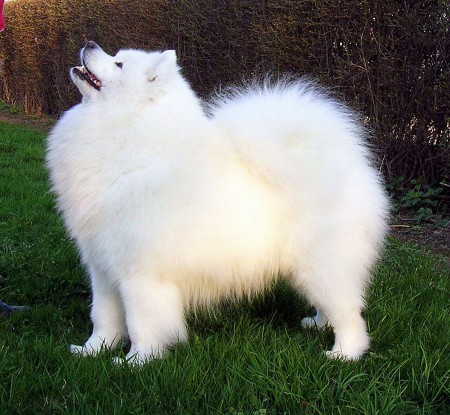 Int.Ch, Ch.Pl, Lt, Ro,GrandCh.Ro JCh.Pl, Rus, res.BIS Baby, res.BIS Junior, res.BOG, multi BOB Sonata Arctica THORVIG OF AZZIS