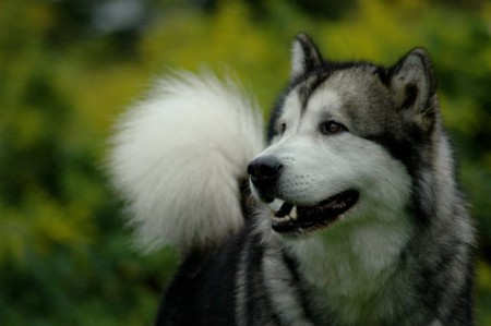 European Junior Winner 2008, INTERCHAMPION, SK Grand Ch., SK, CZ, H, PL, CRO Champion, SK, CZ Club Ch., Grand Prix Slovakia Winner 2009, 2010, Winner of Slovakia 2009, 2010, 22 x BOB, 4 x BIG, 5 x Res.BIG, BOD, BIS 3, BIS Junior UP THE WIND SHAMANROCK
