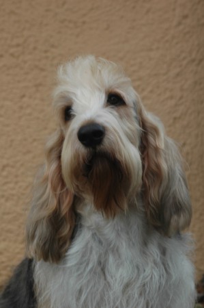 19x BOB, Multi BOG, Multi res.BOG, Slovak, Czech, Austria, Hungaria, Croatia Champion, Slovak Grand Champion, East Winner 10, Grand Prix Winner 10, C.I.B. Ch Charles Danda Bohemia