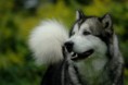 /album/galerie-der-sieger/kenai-jpg/