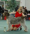 /album/galerie-der-sieger/spinone-jpg/